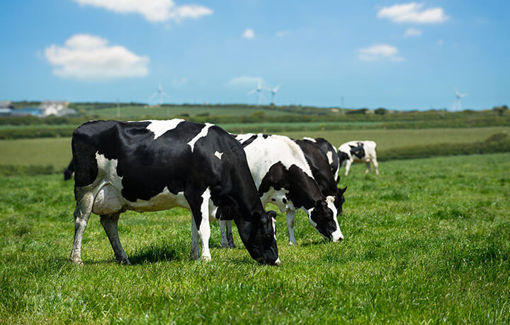 Farm animal collection service