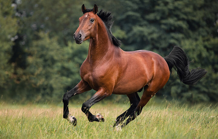 Horse Collections and Disposal service